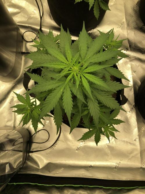 Gorilla Auto Fast Buds Indoor Spring 26. Week 4