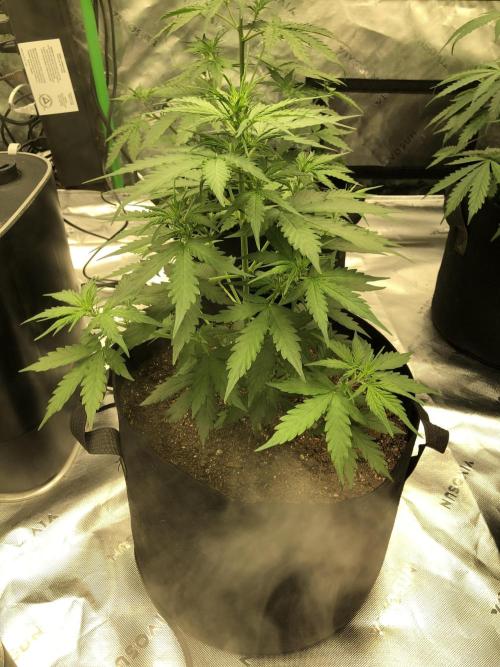 Gorilla Auto Fast Buds Indoor Spring 26. Week 4
