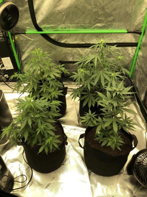 LSD-25 Auto Fast Buds Indoor Spring 26. Week 4
