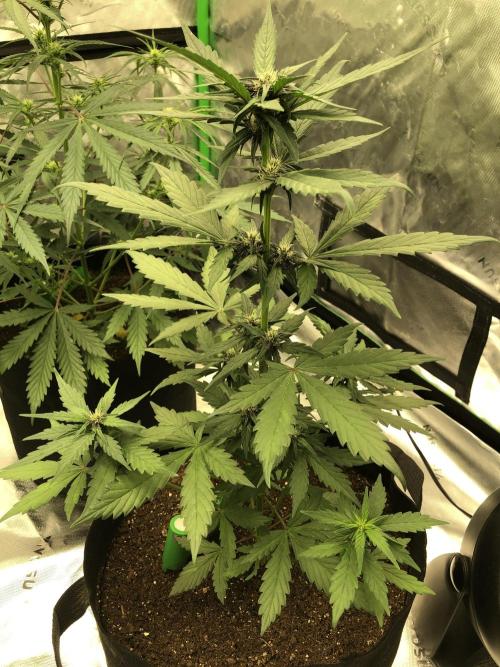 LSD-25 Auto Fast Buds Indoor Spring 26. Week 4