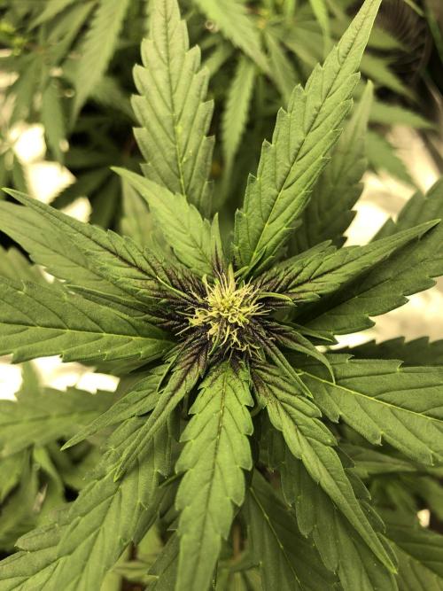 LSD-25 Auto Fast Buds Indoor Spring 26. Week 4