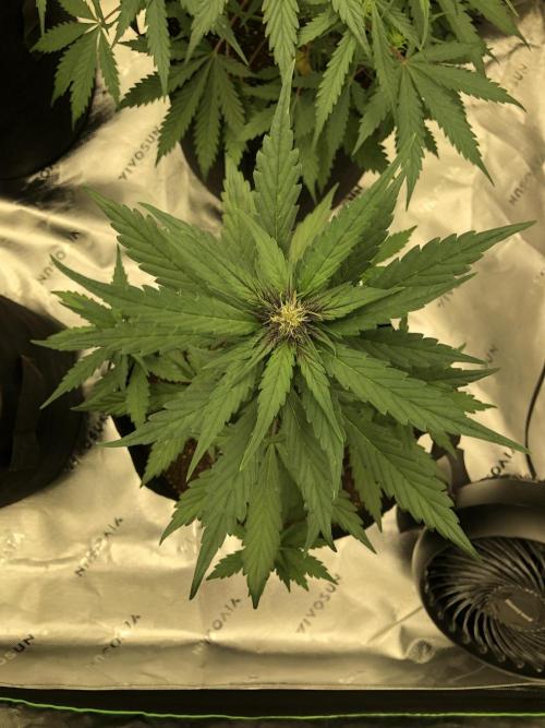 LSD-25 Auto Fast Buds Indoor Spring 26. Week 4