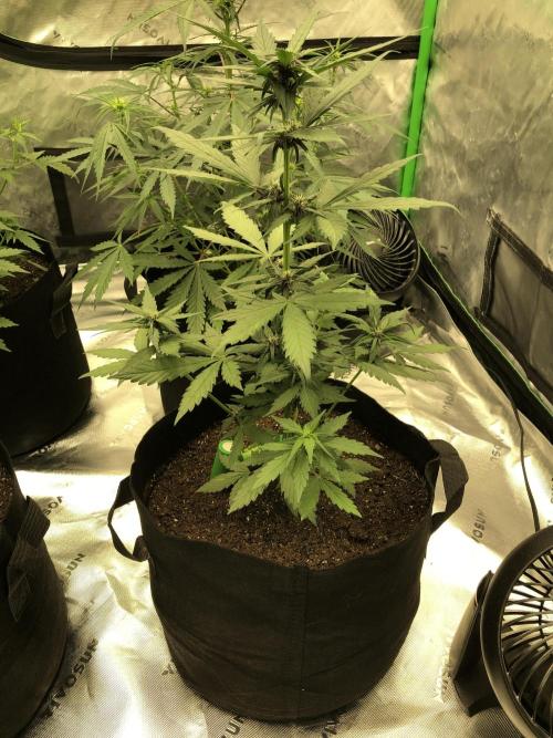 LSD-25 Auto Fast Buds Indoor Spring 26. Week 4