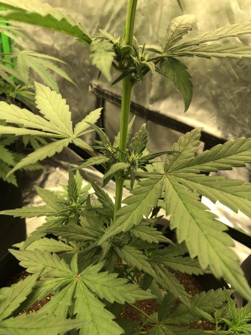 LSD-25 Auto Fast Buds Indoor Spring 26. Week 4