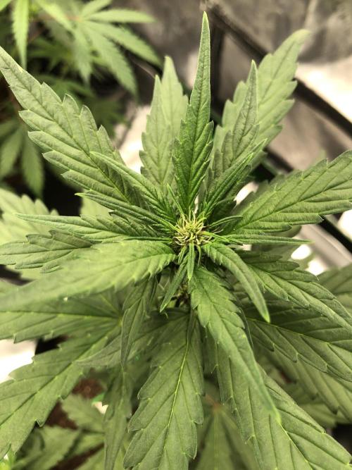 LSD-25 Auto Fast Buds Indoor Spring 26. Week 4