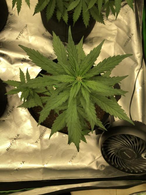 LSD-25 Auto Fast Buds Indoor Spring 26. Week 4