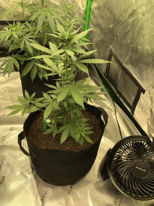 LSD-25 Auto Fast Buds Indoor Spring 26. Week 4