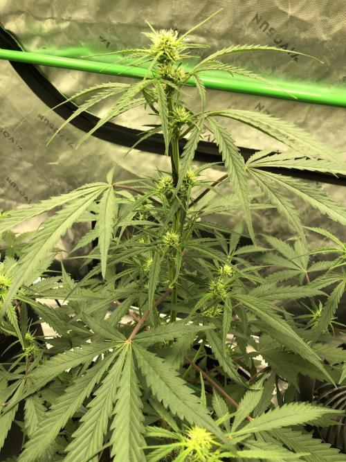 Auto Pablo Escobar Indoor Spring 26. Week 4