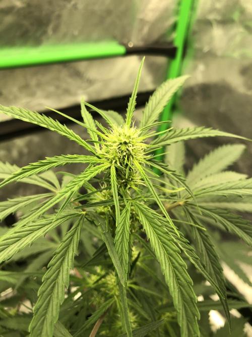 Auto Pablo Escobar Indoor Spring 26. Week 4
