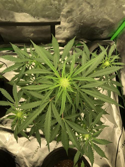 Auto Pablo Escobar Indoor Spring 26. Week 4