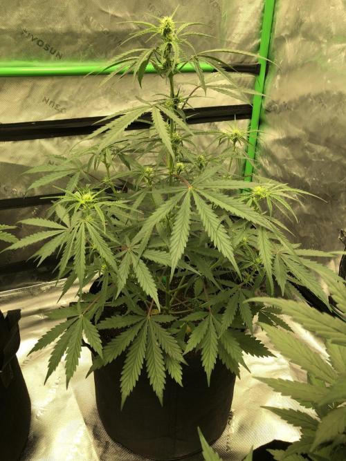 Auto Pablo Escobar Indoor Spring 26. Week 4