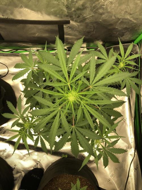 Auto Pablo Escobar Indoor Spring 26. Week 4