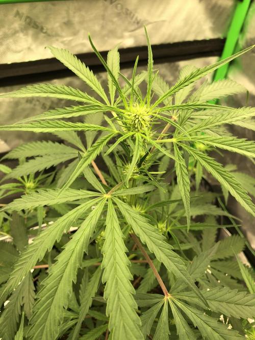 Auto Pablo Escobar Indoor Spring 26. Week 4