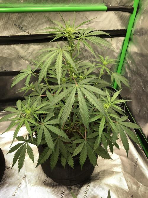 Auto Pablo Escobar Indoor Spring 26. Week 4