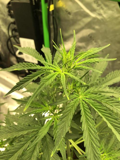 Purple Mimosa XL Auto Indoor Spring 26. Week 4