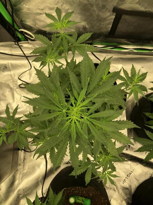 Purple Mimosa XL Auto Indoor Spring 26. Week 4