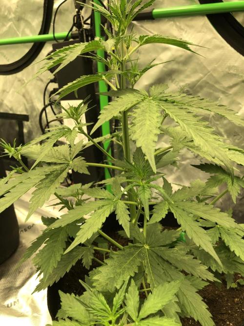 Purple Mimosa XL Auto Indoor Spring 26. Week 4