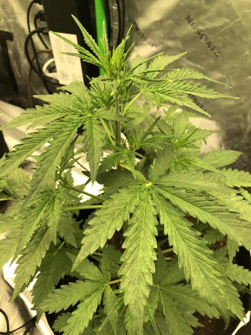 Purple Mimosa XL Auto Indoor Spring 26. Week 4