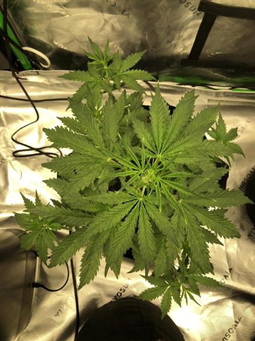 Purple Mimosa XL Auto Indoor Spring 26. Week 4