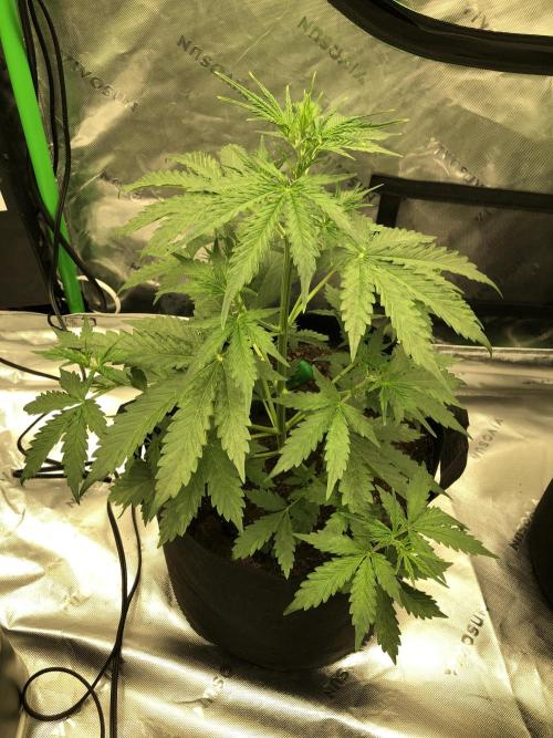 Purple Mimosa XL Auto Indoor Spring 26. Week 4