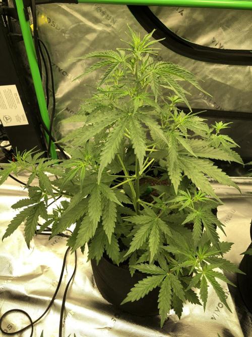 Purple Mimosa XL Auto Indoor Spring 26. Week 4