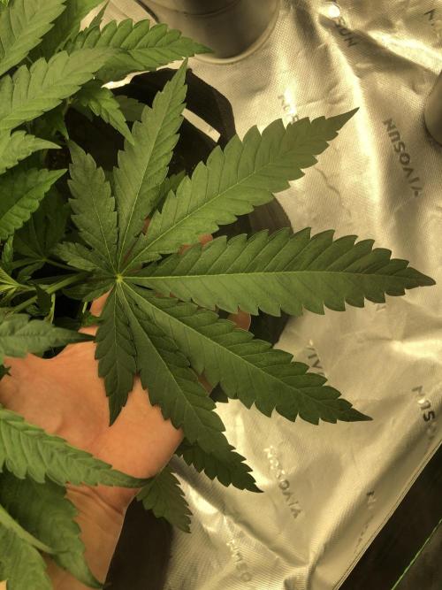 White Domina Kannabia Indoor Spring 26. Week 4