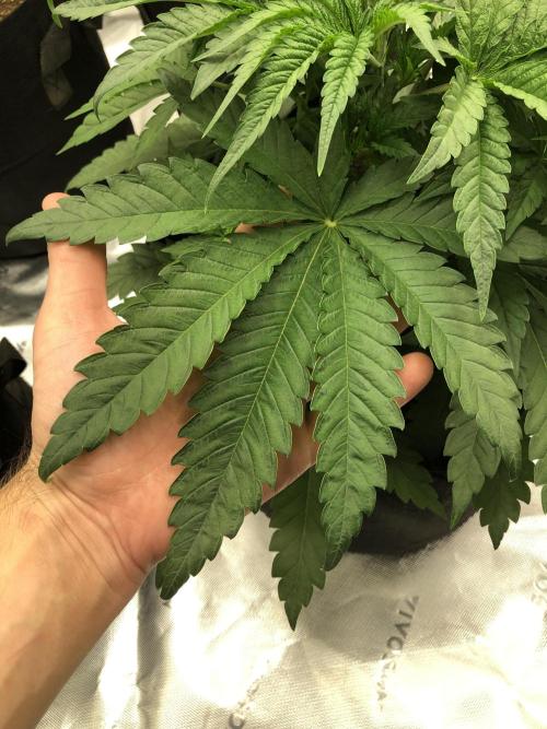 White Domina Kannabia Indoor Spring 26. Week 4