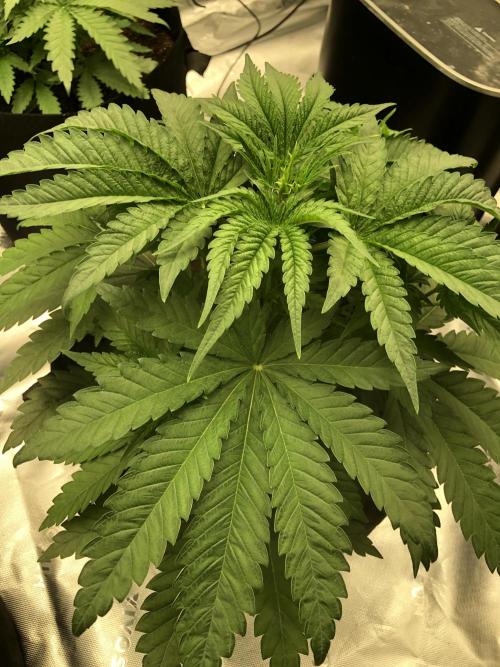 White Domina Kannabia Indoor Spring 26. Week 4