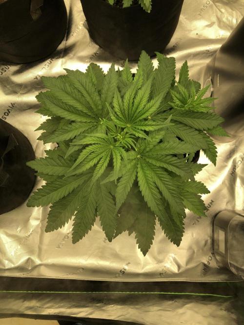 White Domina Kannabia Indoor Spring 26. Week 4