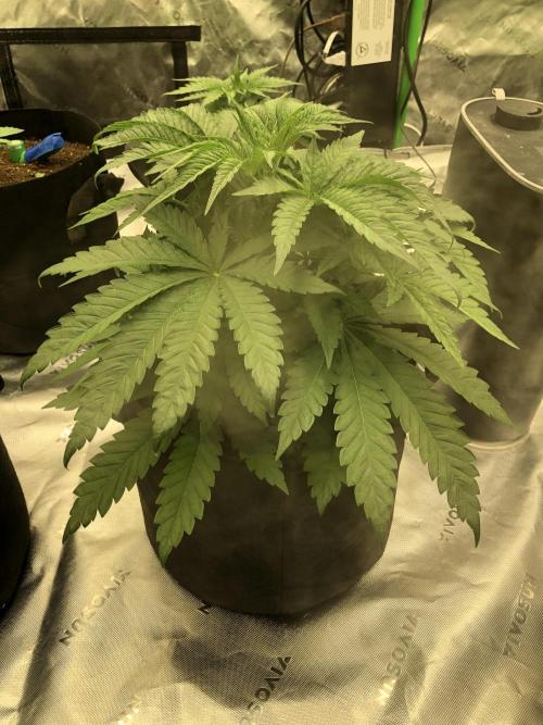 White Domina Kannabia Indoor Spring 26. Week 4