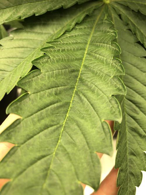White Domina Kannabia Indoor Spring 26. Week 4