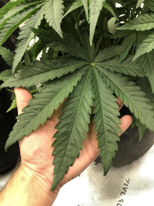 White Domina Kannabia Indoor Spring 26. Week 4
