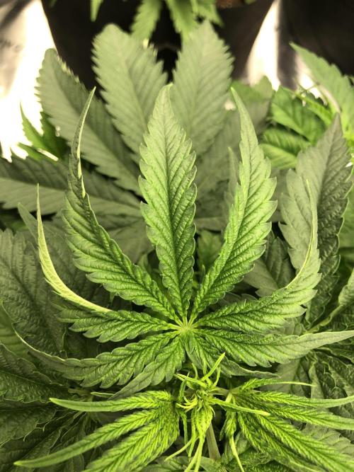 White Domina Kannabia Indoor Spring 26. Week 4