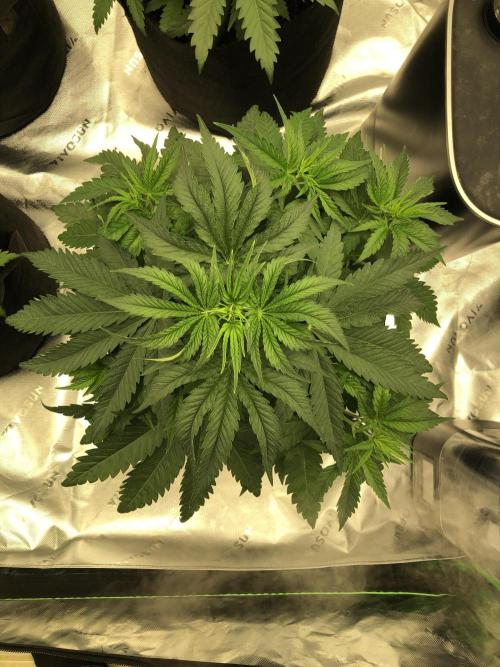 White Domina Kannabia Indoor Spring 26. Week 4