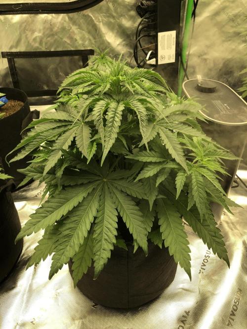 White Domina Kannabia Indoor Spring 26. Week 4