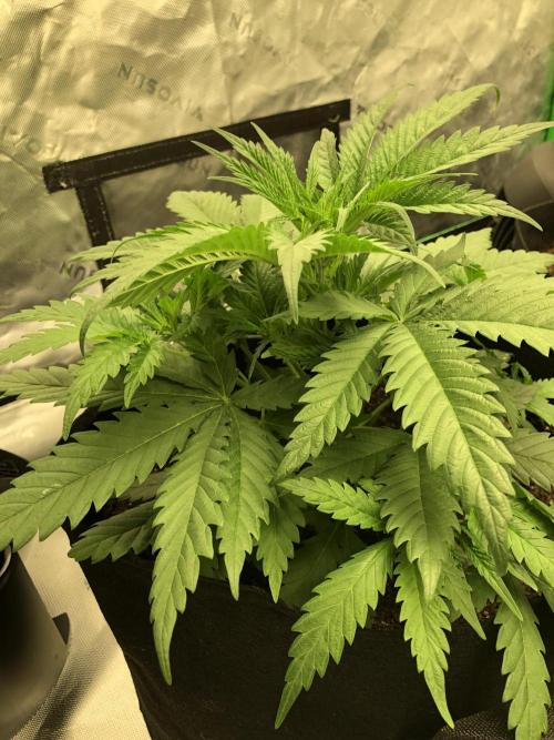 Colombian Jack Kannabia Indoor Spring 26. Week 4