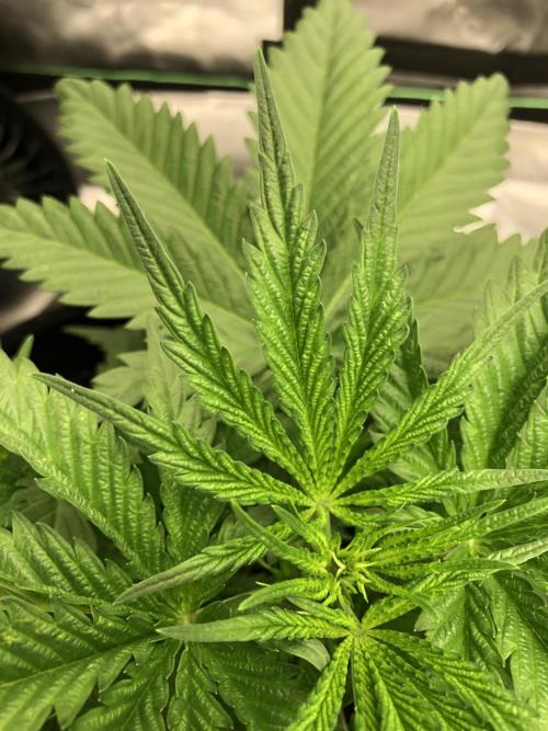 Colombian Jack Kannabia Indoor Spring 26. Week 4