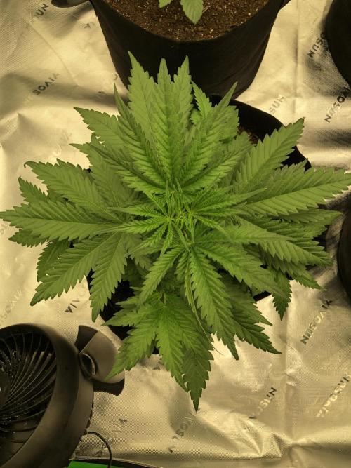 Colombian Jack Kannabia Indoor Spring 26. Week 4