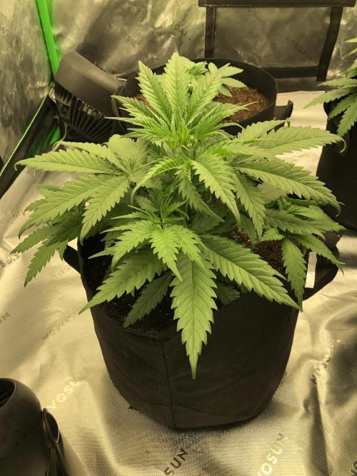 Colombian Jack Kannabia Indoor Spring 26. Week 4