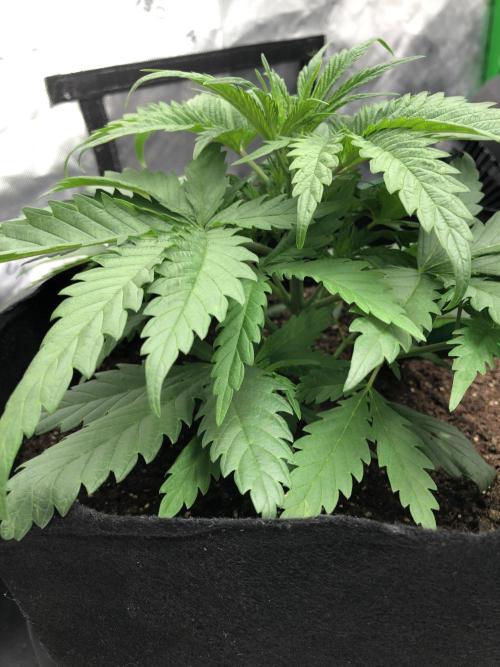 Colombian Jack Kannabia Indoor Spring 26. Week 4