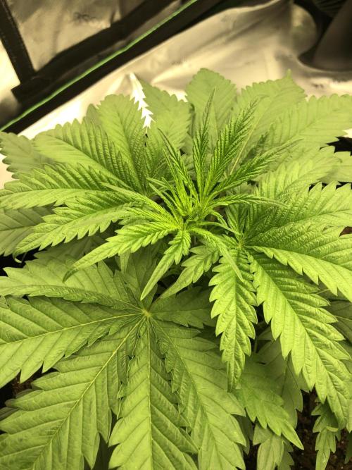 Colombian Jack Kannabia Indoor Spring 26. Week 4