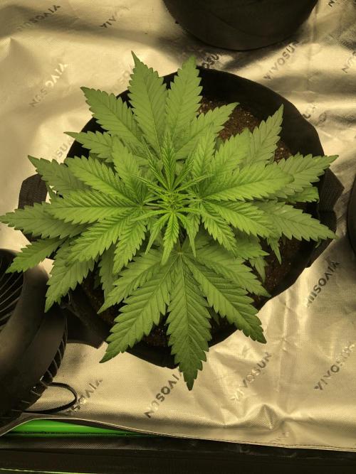 Colombian Jack Kannabia Indoor Spring 26. Week 4