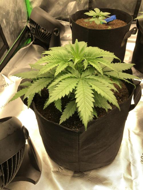 Colombian Jack Kannabia Indoor Spring 26. Week 4