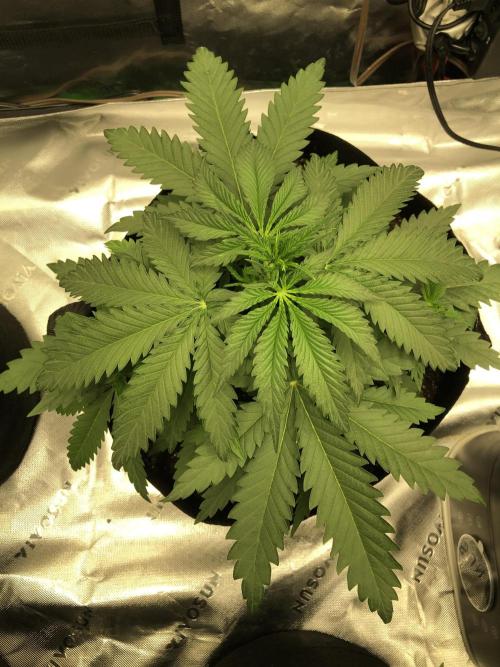 Critical Purple Kush Seedsman Indoor. Week 4