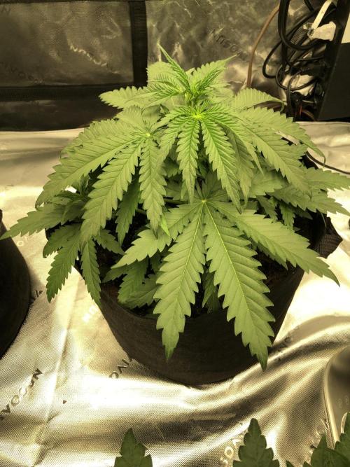 Critical Purple Kush Seedsman Indoor. Week 4