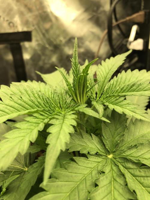 Critical Purple Kush Seedsman Indoor. Week 4