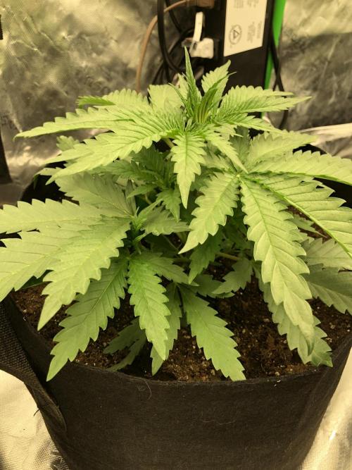 Critical Purple Kush Seedsman Indoor. Week 4