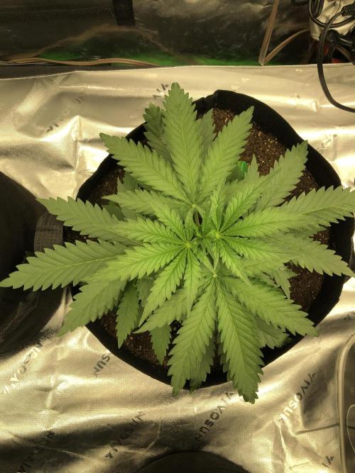 Critical Purple Kush Seedsman Indoor. Week 4