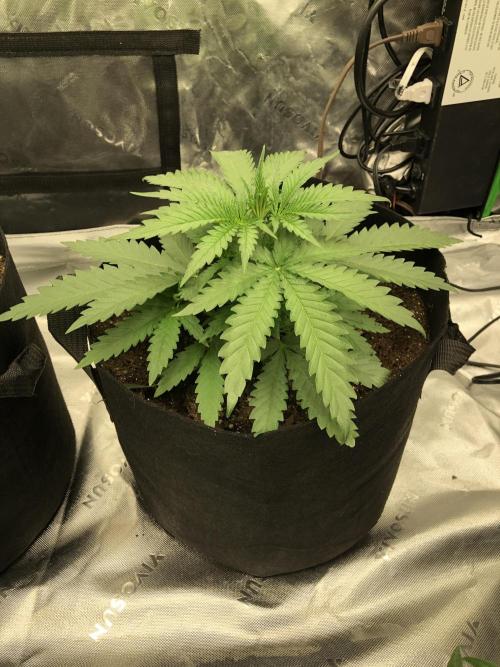 Critical Purple Kush Seedsman Indoor. Week 4