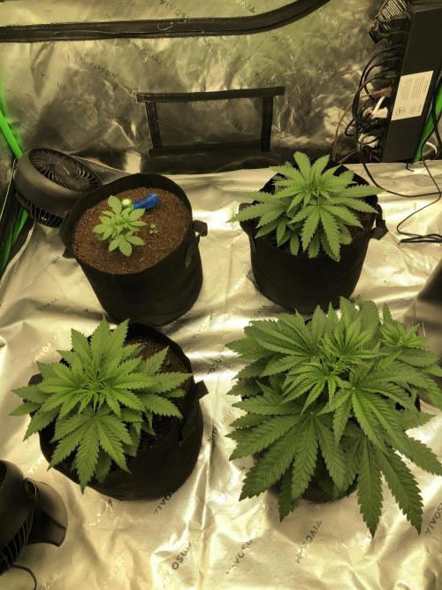 Karibbean Mango Indoor Spring 26. Week 3
